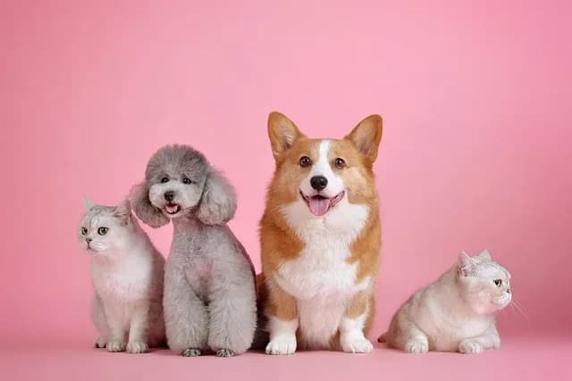 Veterinario revisando a un perro en clínica veterinaria en Monterrey